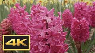 Spring Flowers and Singing Birds: Nature Soundscape, Relaxation and Ambience in 4K