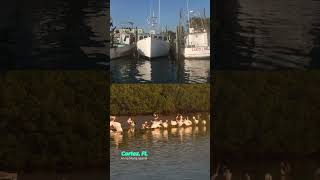 Anna Maria Island Boat Tours