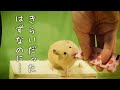 はむちゅ~るのおもいで