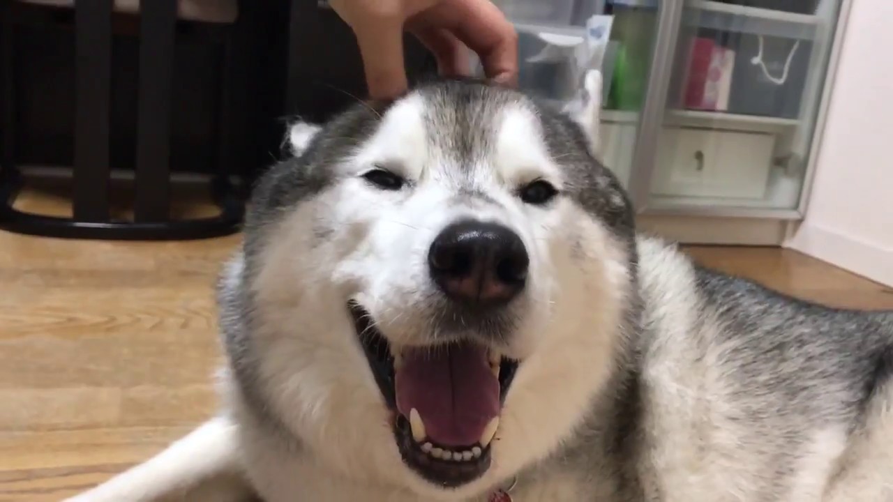 頭皮マッサージも悪くないシベリアンハスキー Youtube