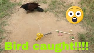 Bird Trap Using Cutter - How To Make Scissors Diy Bird Trap