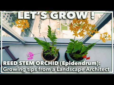 Video: Kaip auginti epidendrumo orchidėjas?