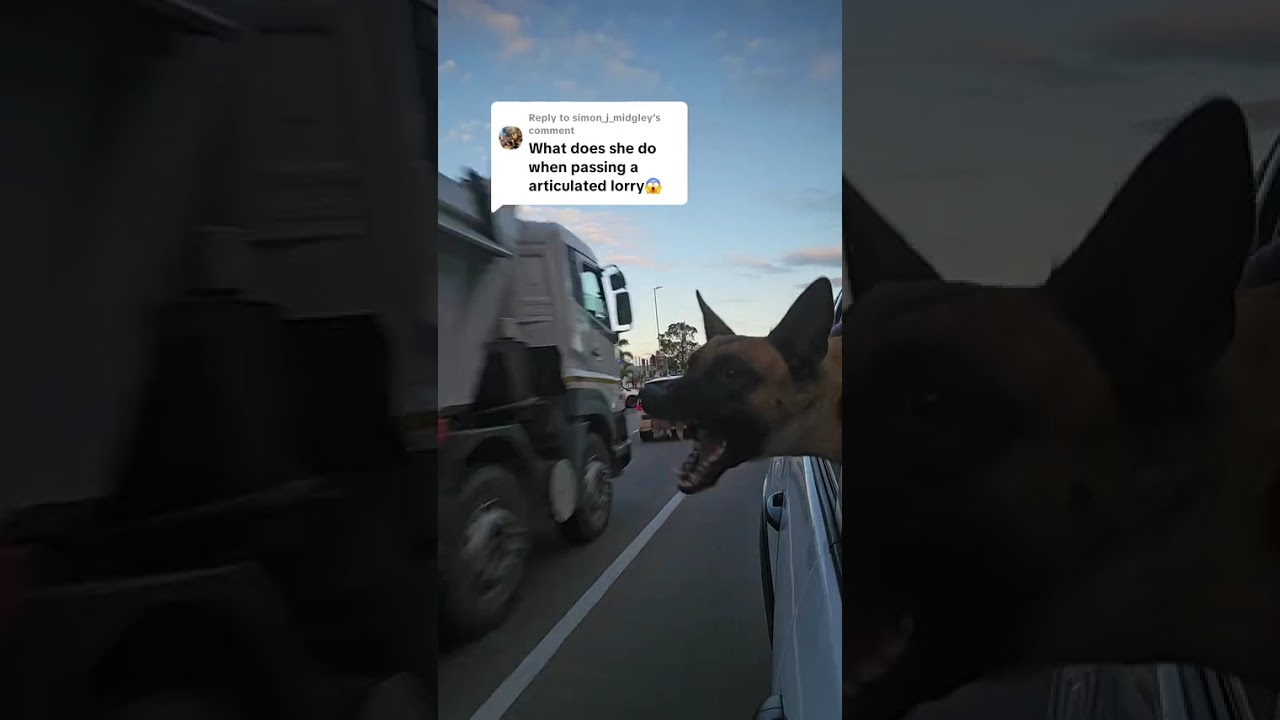 Belgian Shepherd barks at cars! 
