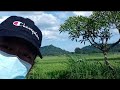 Vlog 4  jadi penunggu sawah