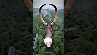 Cute Cow Transformation