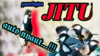 suara gelatik batu gacor untuk pancing bunyi (24/6/2021)