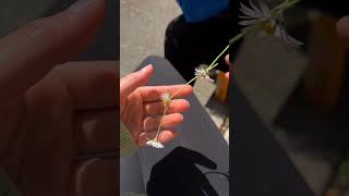 🪢Простой Способ Как Сплести Венок Из Ромашек🌸/🪢Easy Way How To Weave A Wreath From  Daisies🌸