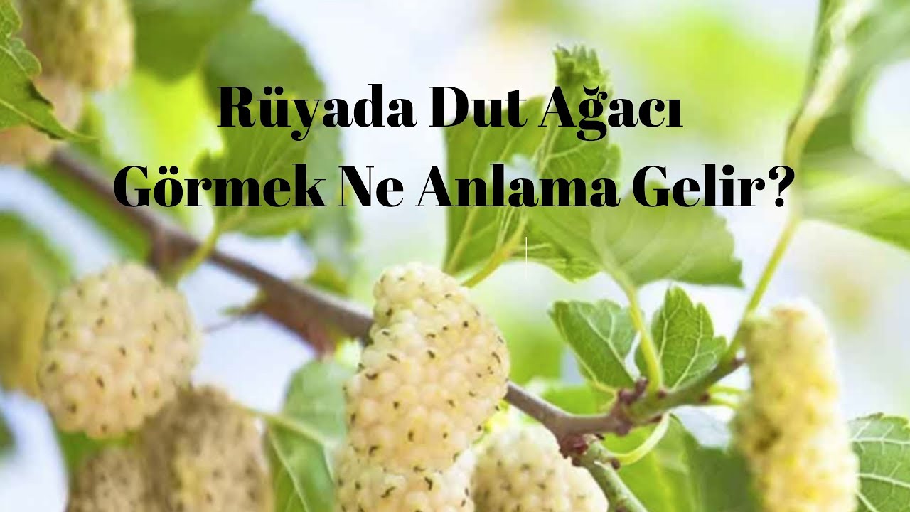 Rüyada Dut Ağacı Görmek Ne Anlama Gelir? - YouTube