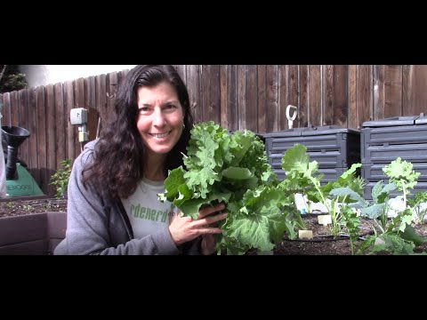 Video: Kenmerke van boerenkoolslotte. Kastele Kale: uitsigte, resensies