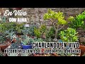 en Vivo desde mi jardín: lo recorremos juntos, por la mañana y charlamos un ratito