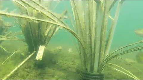 Fishiding Bunker mid-depth reclaimed artificial fish habitat loaded with aquatic life