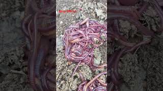 Red Wigglers |Vermicompost Machines #shotrs #youtubeshorts