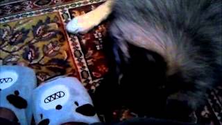 Keeshond Puppy Slippers Attack by Khushi Bearest 164 views 9 years ago 1 minute, 32 seconds