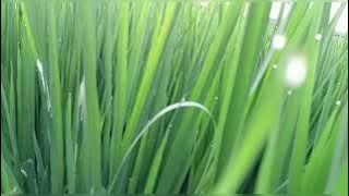 BACKGROUND dan BACKSOUND padi hijau di sawah dan suara binatang sawah di Grand Muslim