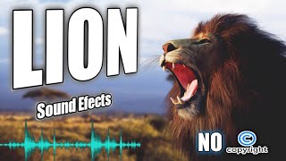 Lion Attack Roar sound effect without copyright | lion sounds