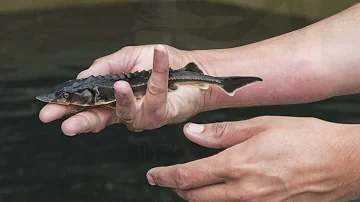 Comment pêcher dans l'estuaire de la Gironde ?