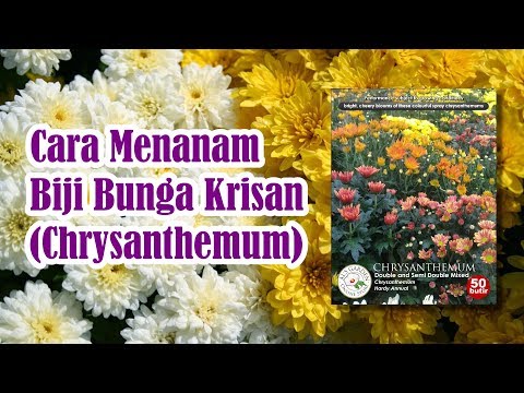 Video: Krisan Dari Biji (19 Foto): Menanam Bibit Krisan Tahunan Dan Abadi. Bagaimana Cara Menanam Dan Menanam Benih Krisan Di Rumah?