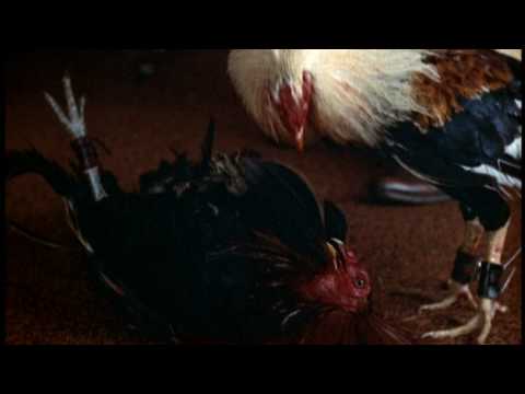 Cockfighter trailer (1974) starring Warren Oates