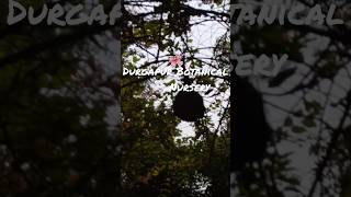 mon valo korar jaiga...#ytshorts #reelkarofeelkaro #shortvideo #love#flowers