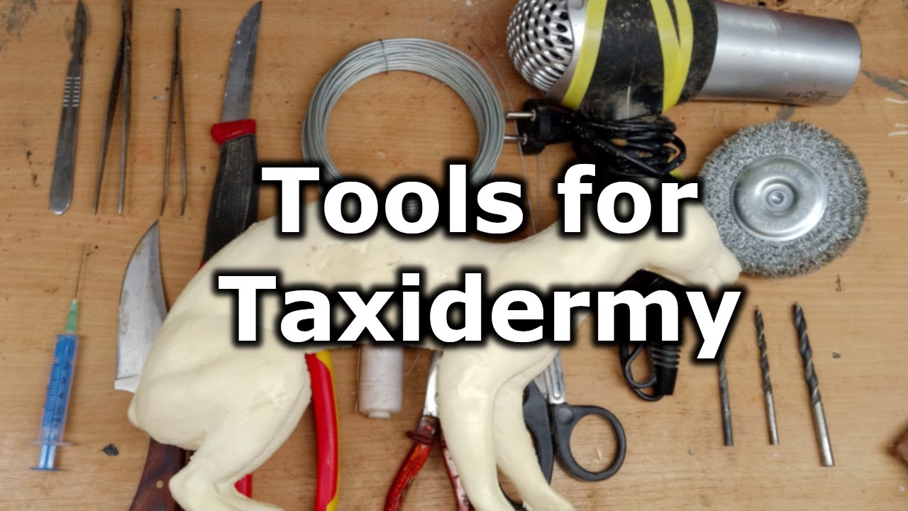 All the Tools you need for Taxidermy 