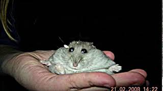 a picture of a hamster with ambient throat singing in the background