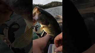 Shasta Lake 20 inch bass on Daiwa Tatula XT 7'1" MLXF Spinng Rod #largemouthbass #kayakfishing