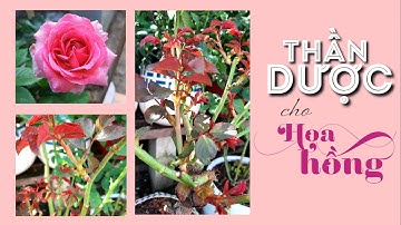 DỊCH CHUỐI KẾT HỢP TRICHODERMA | TƯỚI ĐÚNG CÁCH | Giáng Thu