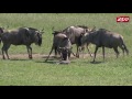 Wildebeest Birth at the Columbus Zoo