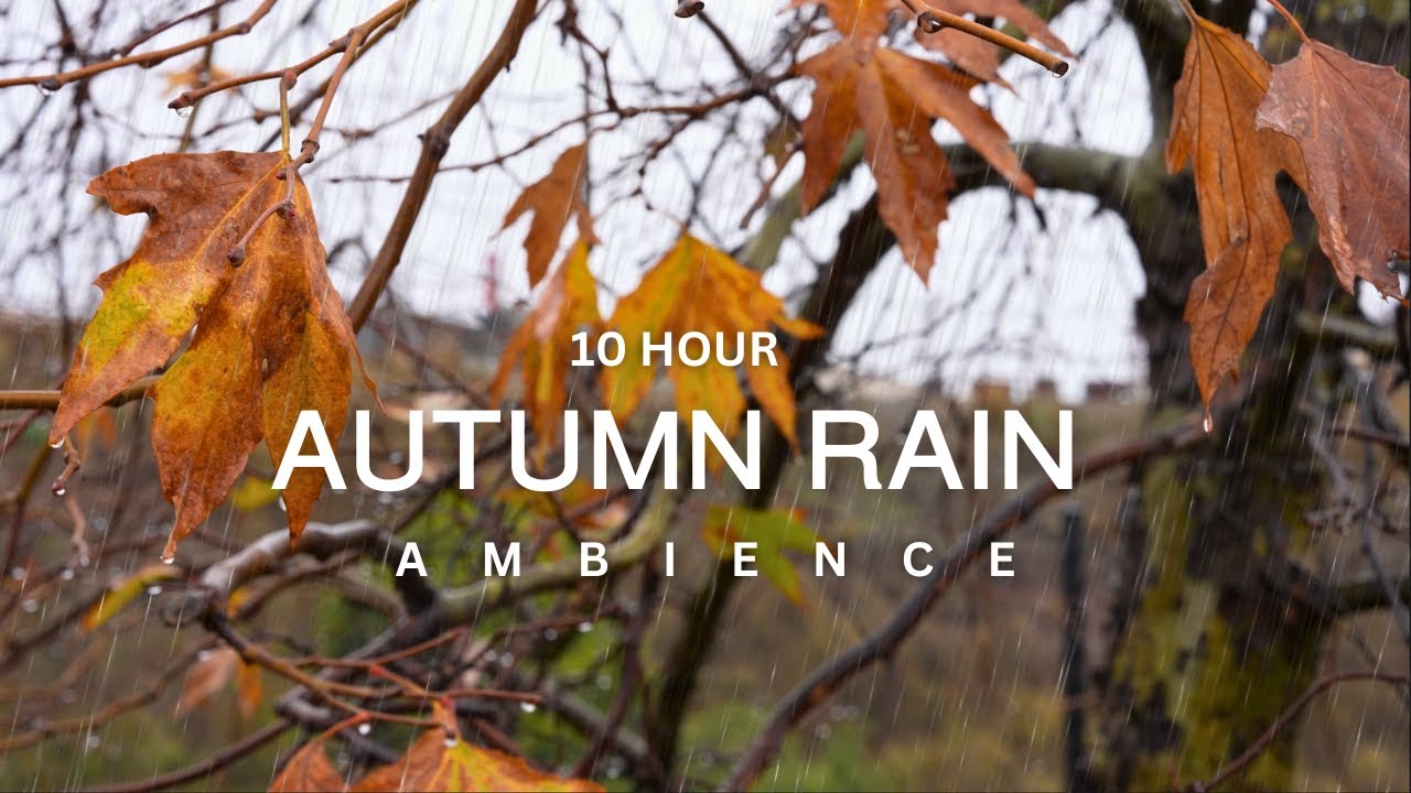 10 Hour | 🍂🍁 Autumn Rain & Cozy Comfort Ambience 🍁🍂