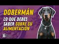 TODO LO QUE DEBES SABER SOBRE LA ALIMENTACIÓN DEL DOBERMÁN