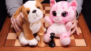 ASMR: A Safe & Cozy Way To Learn About Chess ♔ Mikhail Tal vs. Peter ♔