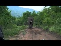 Attack and Charging Elephant in South Africa