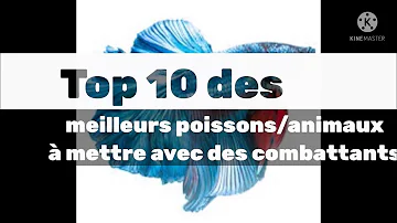 Quel poisson mettre avec un combattant eau froide ?