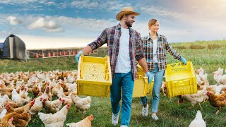 More Efficient Moves For Your Farm | Simplifying Chicken Relocation