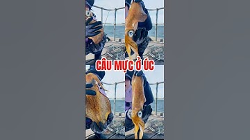 🇦🇺Câu Mực ở Úc | Catching Squid on Jetty in South Australia #caumuc #squid #cuocsonguc #shorts