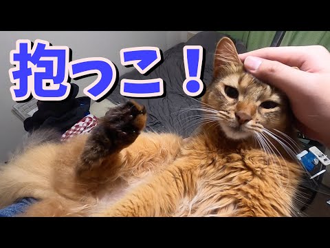 甘えん坊の可愛すぎる猫を抱っこする!【ソマリ】