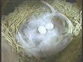 Favourite Documentary: The Restless Year