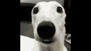 Scared dog meme #memes