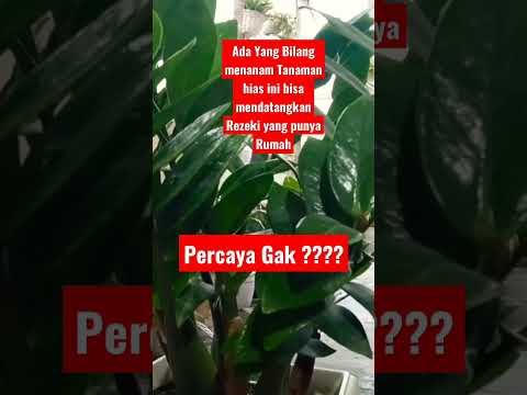 Video: Evergreen - pohon dolar. Perawatan rumah