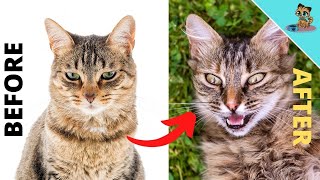 HOW TO Turn A Lonely Cat Into A Happy One (BEST Tricks)