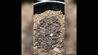 Update on my multi strain grow 2021