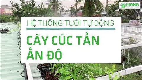 Lắp tưới tự động cho cây Cúc Tần Ấn Độ che mát cho ngôi nhà | Maka.vn