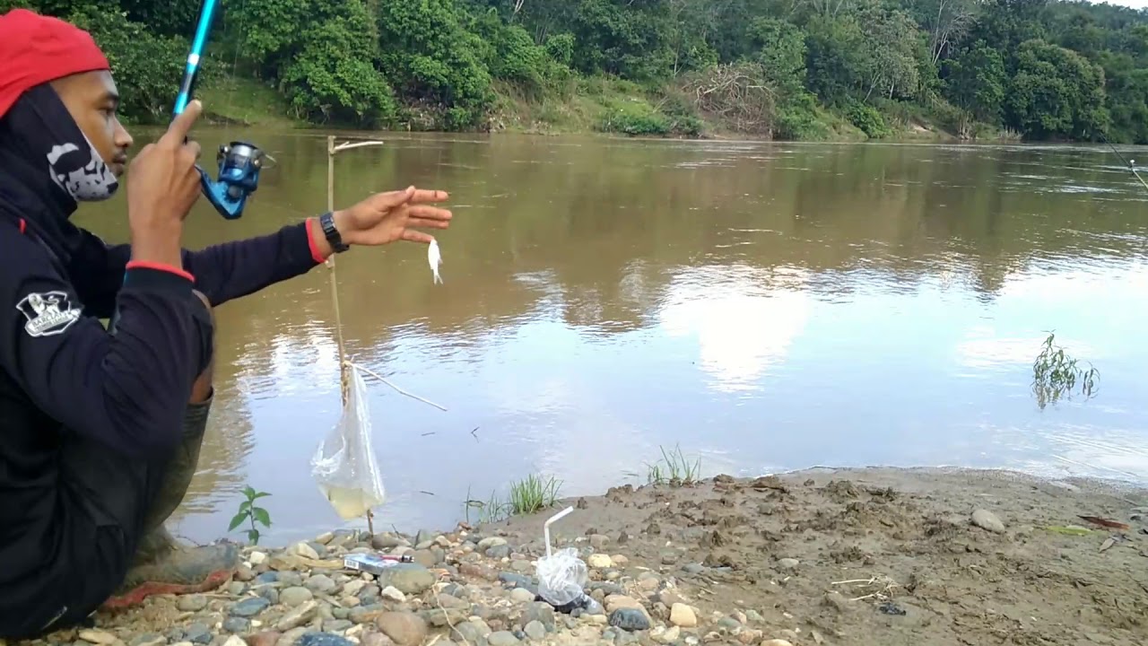 null hypothesis Mancing wader di tepi sungai dan tiba-tiba joran langsung di sambar ikan baung