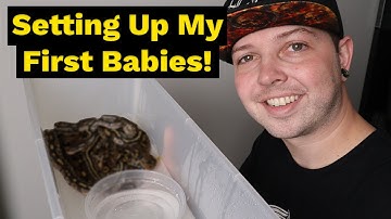 How I Set Up My Baby Ball Pythons | Fresh Hatchlings!