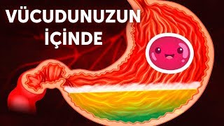 Vücudunuzun İçine Doğru Bir Yolculuk