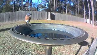Blink Cameras  Great for Backyard Birding!