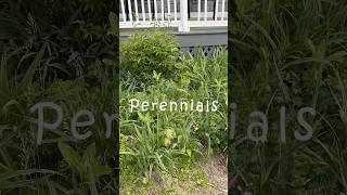 Garden Hack For Lazy Landlords #shorts #landscaping #garden