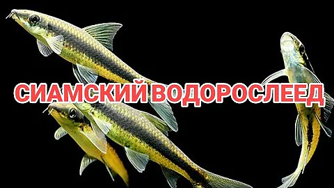 Video 10652861: siamese algae, siamese eating