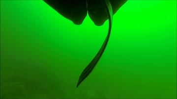 Nekton CFM80 Open Water Test #1