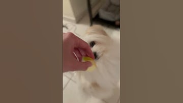 We now interrupt your doom scrolling #benji #puppy #viralpuppy #pets #funny